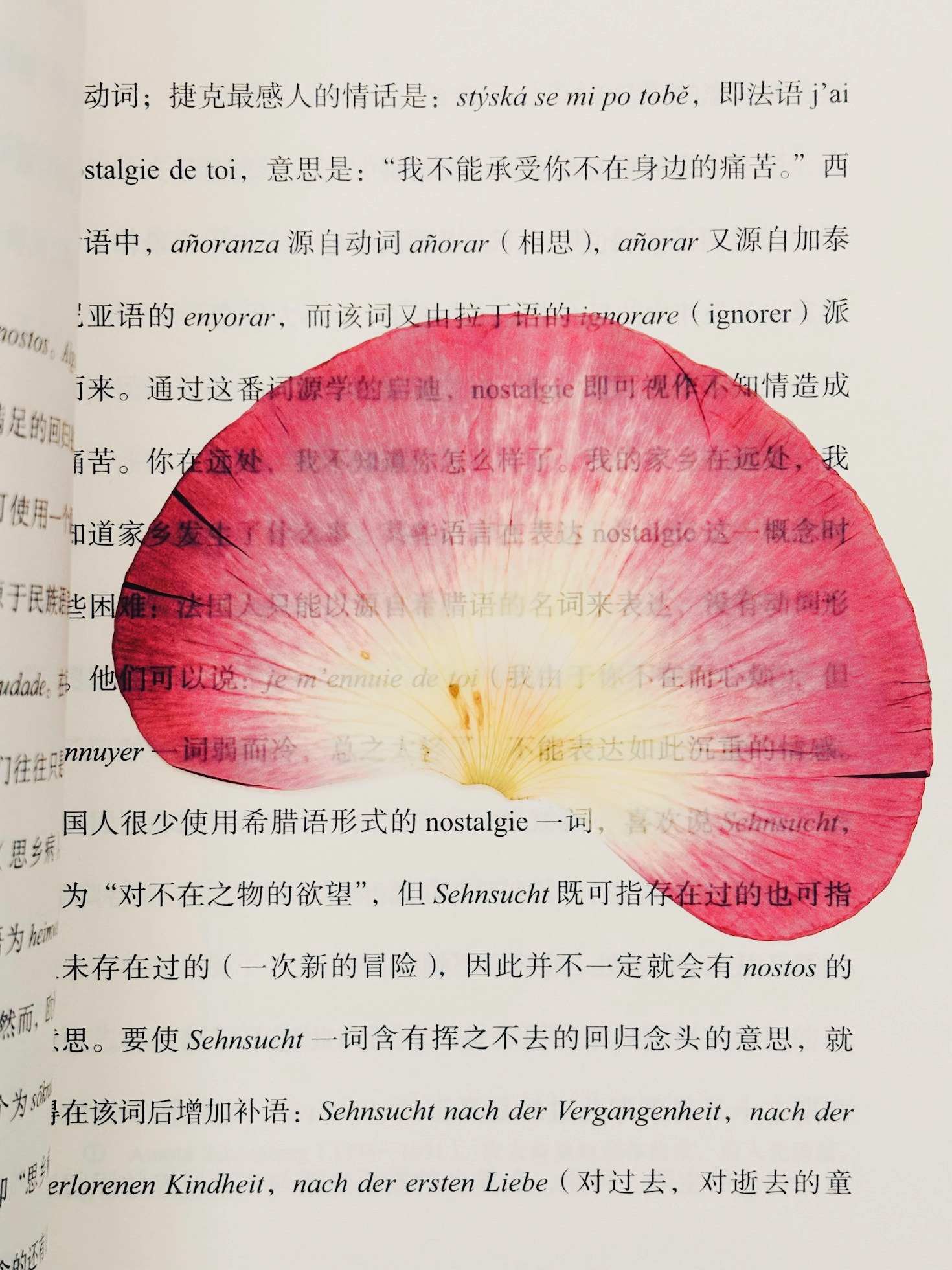 Por qué confiar en un profesional para tus necesidades lingüísticas